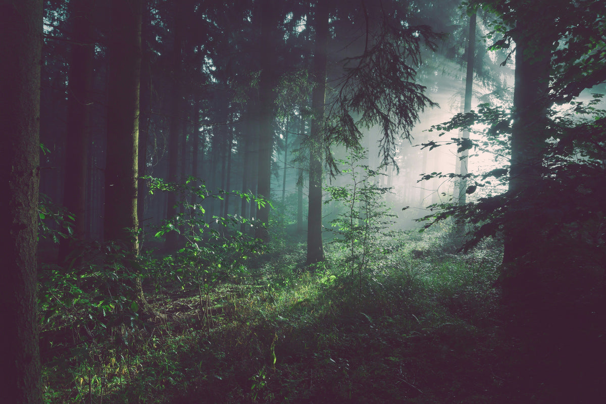 Forest Bathing at Home: How Live Edge Furniture Brings Nature Into Your Living Space
