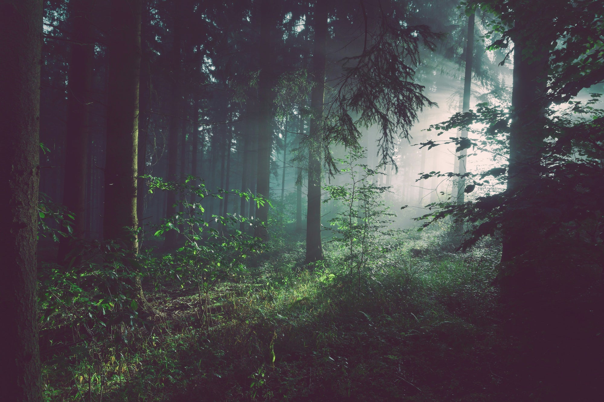 Forest Bathing at Home: How Live Edge Furniture Brings Nature Into Your Living Space