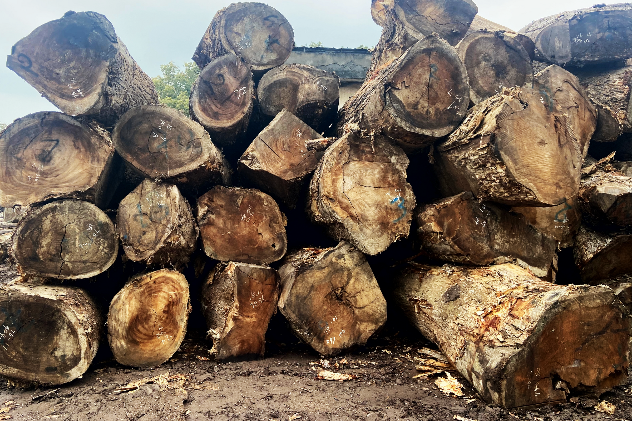 Woodslabs sustainable wood sourcing of large stack of logs