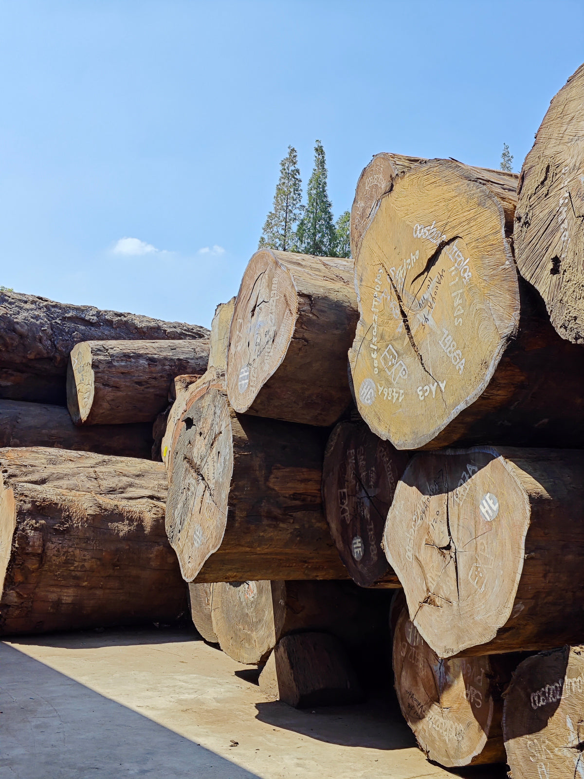 Woodslabs stack of large wooden logs with a clear blue sky in the background